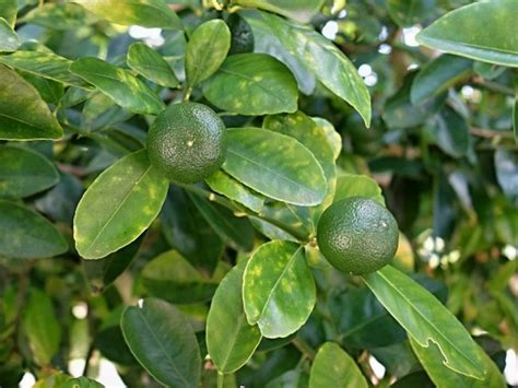 Citrus ×microcarpa (Bunge) Wijnands .